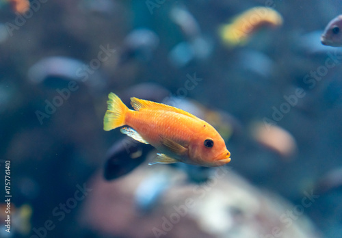 Bright orange and yellow tropical cichlid fish swimming in aquarium with blurred blue background and other fish. Concept of exotic aquatic pets, freshwater aquarium hobby, colorful fish species.