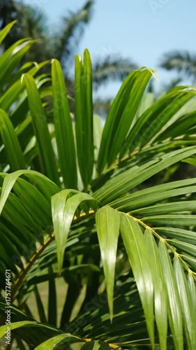 Close up of green palm fronds against blue sky on a sunny day