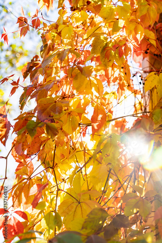 A sunny autumn day in the forest by the lake, wild grape leaves. Rays of sun.