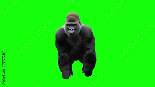 3D Realistic Western gorilla Slowly Walking Loop animation with front View on Green Screen, 4K Mountain gorilla walking on Chroma Key.  perfect for video editing, VFX, and creative cinematic projects