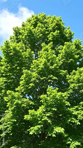 Vibrant green tree against a bright blue sky with scattered white clouds