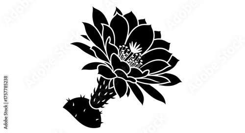 Black silhouette of a blooming cactus flower with prominent petals and spiny stem