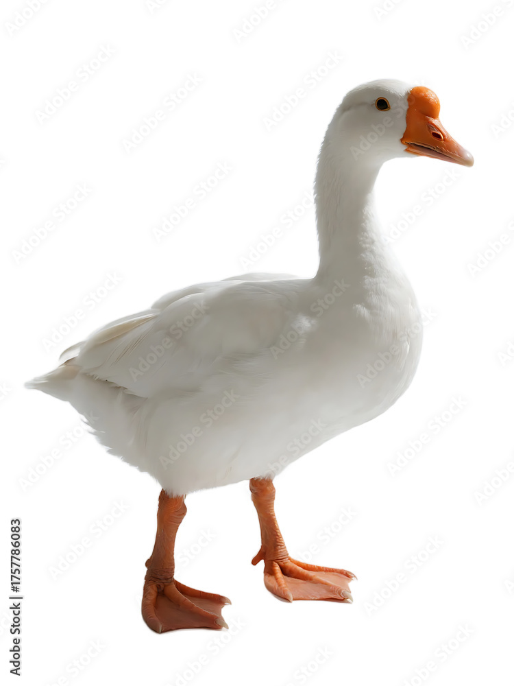 Obraz premium A white domestic goose with an orange beak and legs is standing alone, showcasing its clean white feathers.