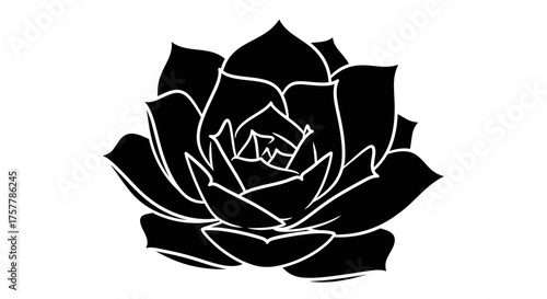 Silhouette of a succulent plant