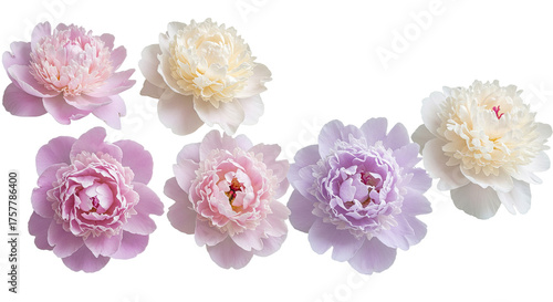 Wallpaper Mural Collection of Delicate Peony Flowers in Various Pastel Hues. Torontodigital.ca