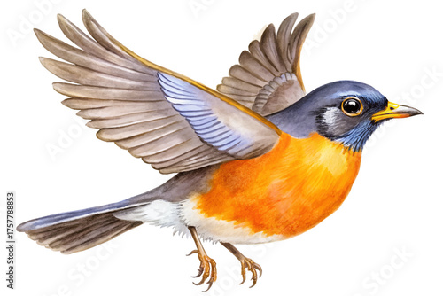 American robin flying midair vector vibrant orange chest watercolor