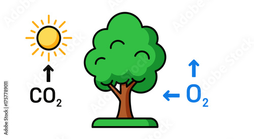 How Plants Use Sunlight Carbon Dioxide and Water to Produce Oxygen and Energy Through Photosynthesis