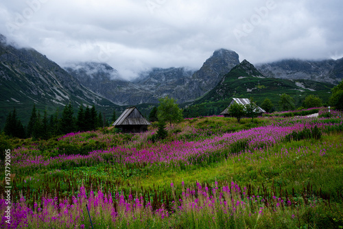 Kwitnąca polana Gąsienicowa w Tatrach