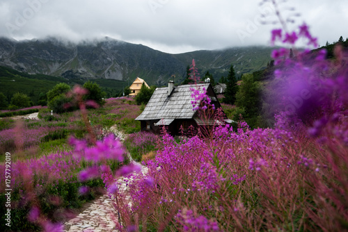 Kwitnąca polana Gąsienicowa w Tatrach