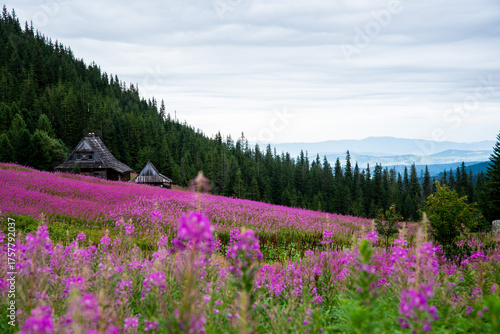 Kwitnąca polana Gąsienicowa w Tatrach