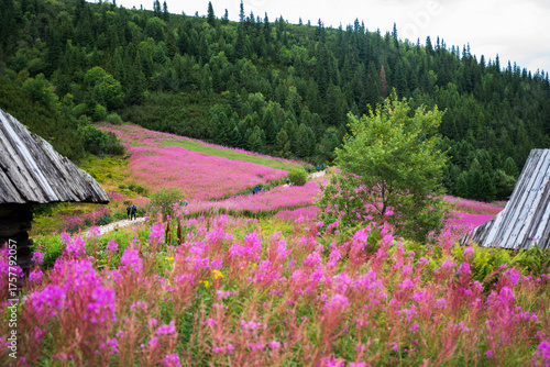 Kwitnąca polana Gąsienicowa w Tatrach
