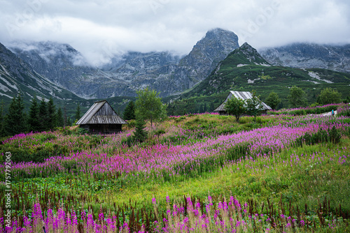 tatrzańskie kwiaty