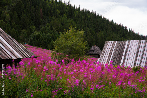 Kwitnąca polana Gąsienicowa w Tatrach