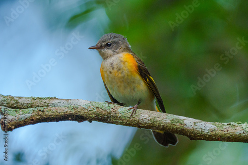 American Redstart perched on a branch