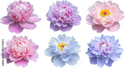 Collection of Six Beautiful Peony Flowers in Various Pastel Colors 2.