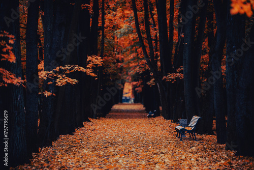 Empty park alley covered with fallen autumn leaves and benches among tall dark trees in a peaceful fall forest landscape