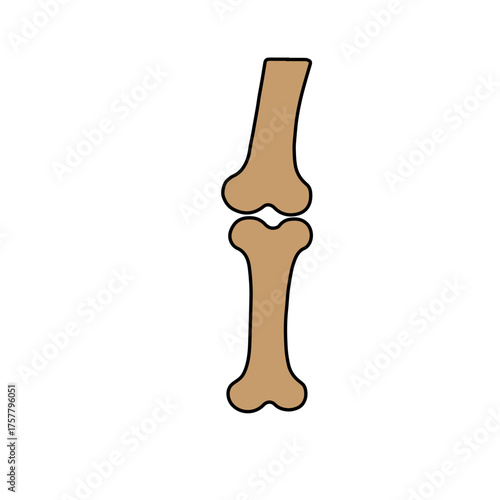 Joint Bone Illustration