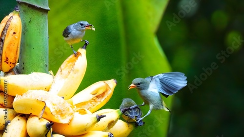 Obraz na płótnie Small grey birds are enjoying ripe bananas in the wild.