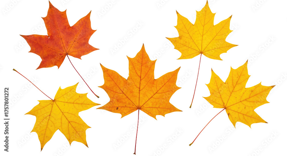 Fototapeta premium Five colorful autumn maple leaves scattered on a white background.