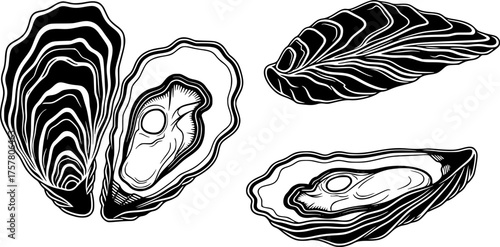 Three Oysters from Different Angles Collection Set Black and White Outline Line Art Drawing
