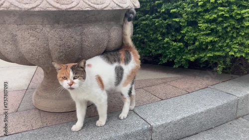 植木鉢のそばを歩く三毛猫の穏やかな午後の散歩