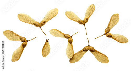Scattered Maple Tree Samaras Seeds on White Background 1.