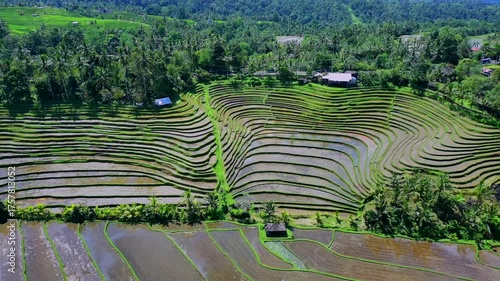 Enchanting Aerial View of Belimbing Rice Terraces – Hidden Paradise in Pupuan, Tabanan Bali
