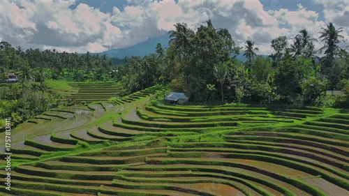 Enchanting Aerial View of Belimbing Rice Terraces – Hidden Paradise in Pupuan, Tabanan Bali