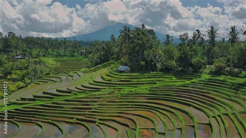 Enchanting Aerial View of Belimbing Rice Terraces – Hidden Paradise in Pupuan, Tabanan Bali