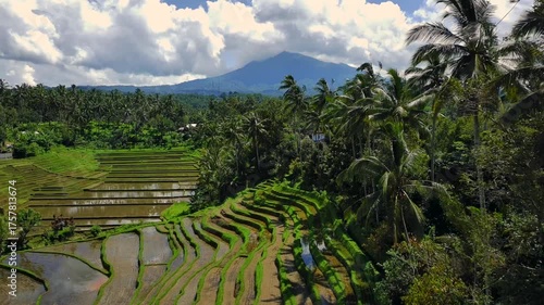 Enchanting Aerial View of Belimbing Rice Terraces – Hidden Paradise in Pupuan, Tabanan Bali