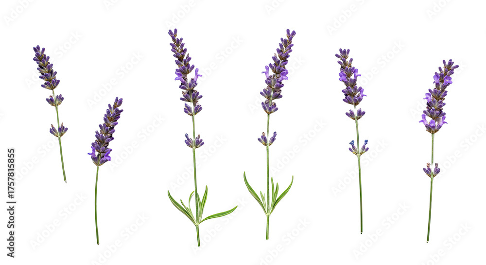 Obraz premium Six Sprigs of Lavender Flowers Isolated on White Background.