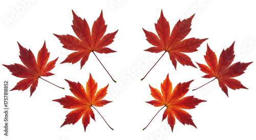 Six Vibrant Red Maple Leaves Arranged Artistically on White Background.
