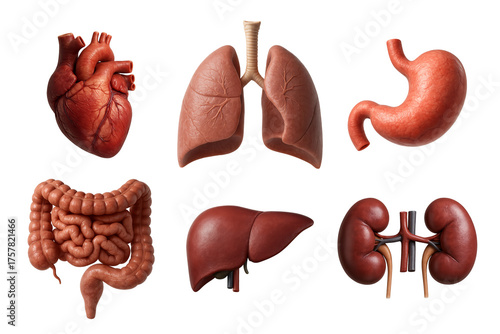 Human Internal Organs Set — Realistic 3D Medical Anatomy of Heart, Lungs, Stomach, Intestines, Liver, and Kidneys on Transparent Background