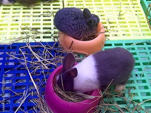 A cute little rabbit with soft fur is eating dry grass, on a colorful rubber carpet.