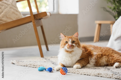 Cute tabby cat with toys ly...