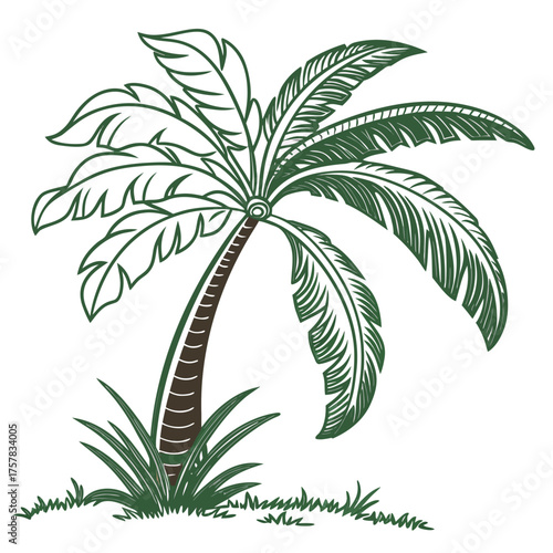 palm tree vector illustration branch, silhouette, illustration, vector, plant, summer, palm, tree, coconut, isolated, palm tree, exotic, sun, vacation, palms, sky, green, beach, nature, tropical, leaf