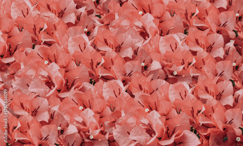 Bougainvillea peach color flower background