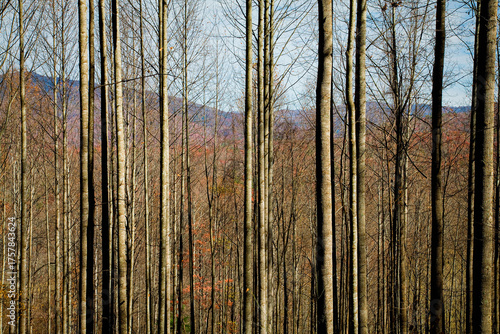 Autumn, Pisgah NF, NC
