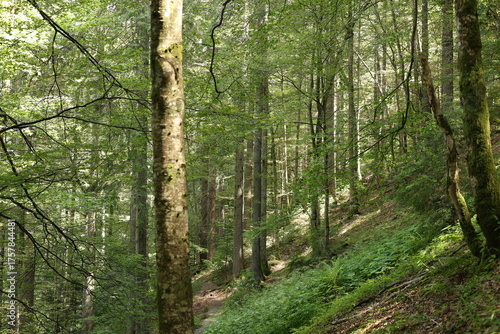 Wallpaper Mural Dense green forest with tall moss-covered trees and soft sunlight filtering through the canopy. Lush foliage, natural woodland landscape, serene untouched nature scene Torontodigital.ca