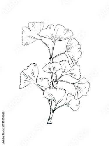 ginkgo biloba , hand drawn pen sketch isolated in white background