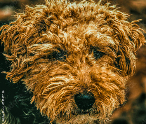 Portrait of a Welsh Terrier 