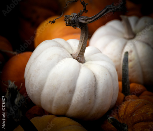 Pumkins