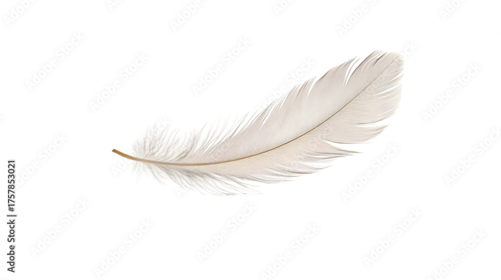 Obraz premium Delicate feather isolated on transparent background, showcasing its intricate details and soft texture for various design purposes