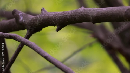A Great Tit Is Perched On A Tree Branch With A Vibrant Green Bokeh Background. The Small Songbird Then Suddenly Takes Flight And Flies Away.