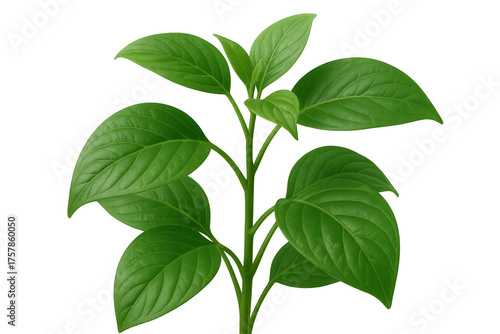 Green plant sprout with vibrant leaves representing nature, growth, freshness, and the environment, isolated on a transparent background