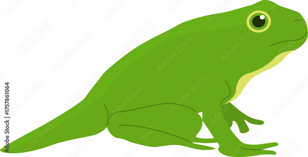 Obraz premium Frog Illustration 