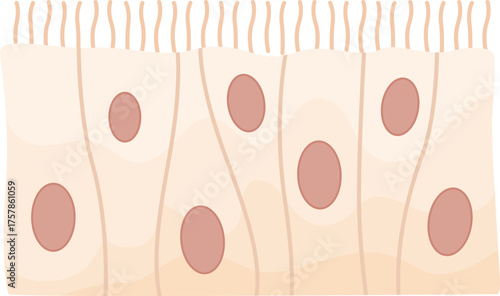 Illustration of Pseudostratified Columnar Epithelium
