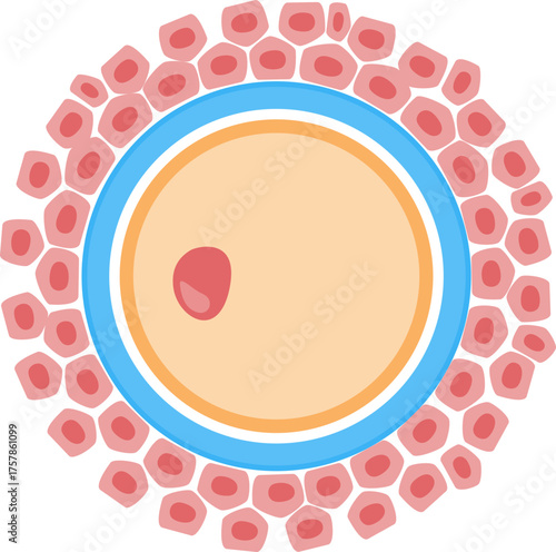 Illustration of a Human Egg Cell