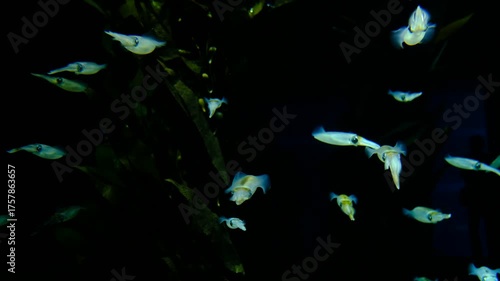  squid at aquarium, under water, animals
