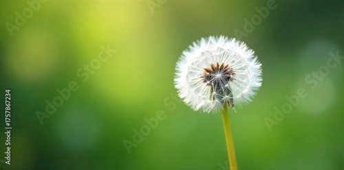 Delicate, feathery white dandelion seeds float gently on a breeze, creating a soft, ethereal scene Perfect for nature, spring, and lighthearted projects , macro, gentle, soft focus
